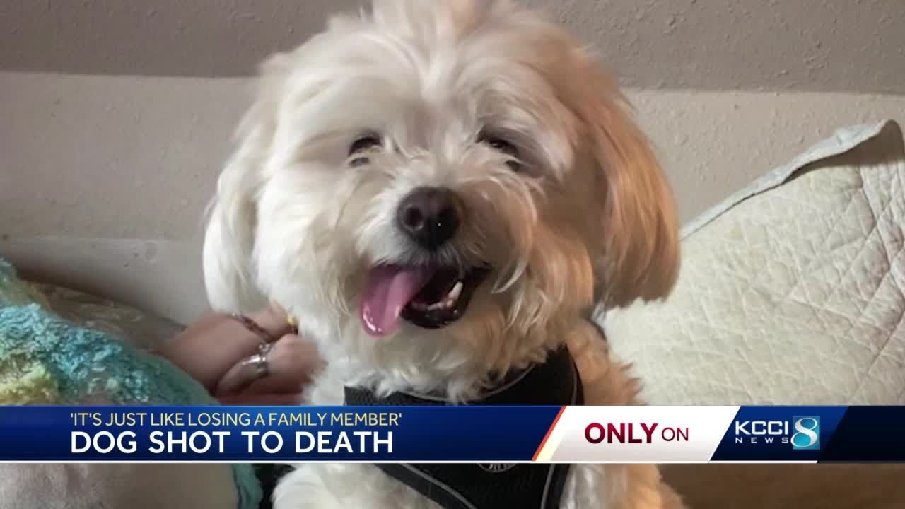 ‘It’s just like losing a family member’: Dog shot to death in Des ...