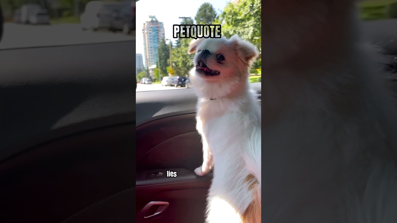 "Pawsitive Inspiration: Unleashing Heartwarming Pet Quotes" 