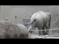 アジアゾウ舎1Fから　親子　From the Ground floor of the Asian elephant house, mom and baby .230918