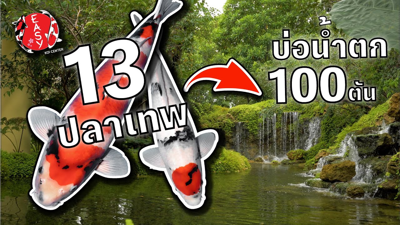 ส่ง 13 ปลาเทพ สู่บ่อน้ำตกในฝัน 100 ตัน!
