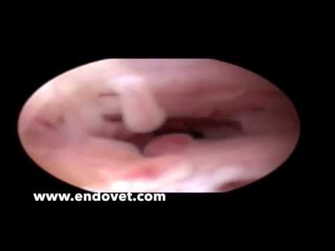 Canine urethral TVT endoscopically (венерическая саркома уретры у собаки)