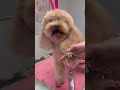If you want to learn the correct steps for the fluffiest coat #doggroomer #grooming #puppy #airedale
