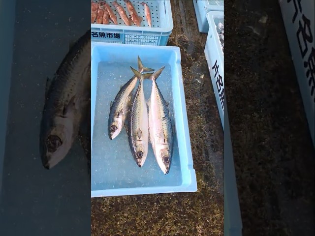良いサバ入ってる！！　2026年2月20日の片名市場の様子 #へんな魚おじさん #片名市場