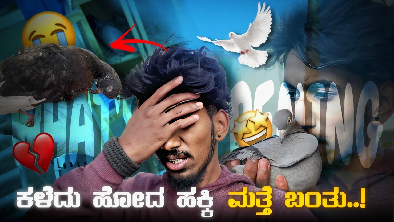 ಕಳೆದ್ದುಹೋಧ ಹಕ್ಕಿ ಮರಳಿ ಬಂತು 😍||Prince loft|| Pigeon came back home after 1 week in kannada 😍🥹🕊