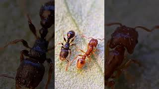 El ejercito parasito pt 2 #shorts #viral