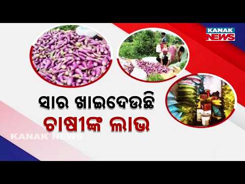 Odisha Fertilizer Crisis | Rising Costs Hit Vegetable Farmers in Angul