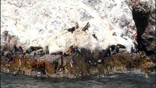 Fauna de las islas Ballesta