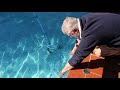 How to Install Baracuda Tracker Suction Pool Cleaner