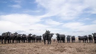 Providing Choice - Cattlemen's Choice Feedyard