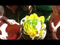 Jodhpur divya chouhan is livemorning plant viewwinner plantjai shree krishna 