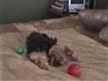 Smart yorkie, Cry Baby