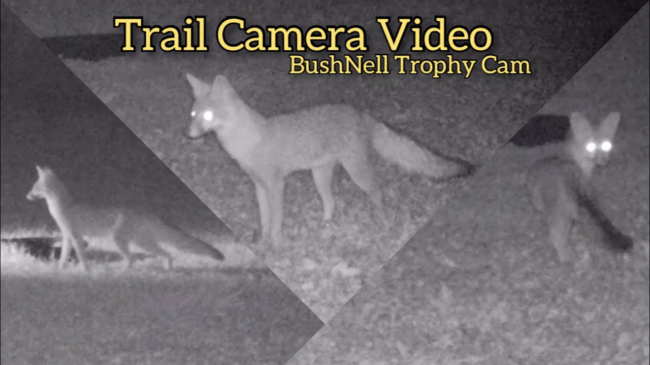 Backyard Cam: Gray Foxes & More! BushNell Trophy Cam Trail Camera Video