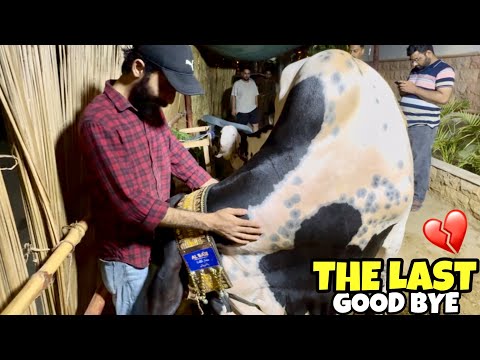 Meri Qurbani Kay Janwar Konsay Hain? | Last Good Bye To All Animal😭 | Sabkay Paas Chala Gaya