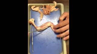 Chicken wing dissection part 2 Profile