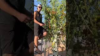 you can grow 160 different crops on an aeroponics tower hydroponics instagram horticulture