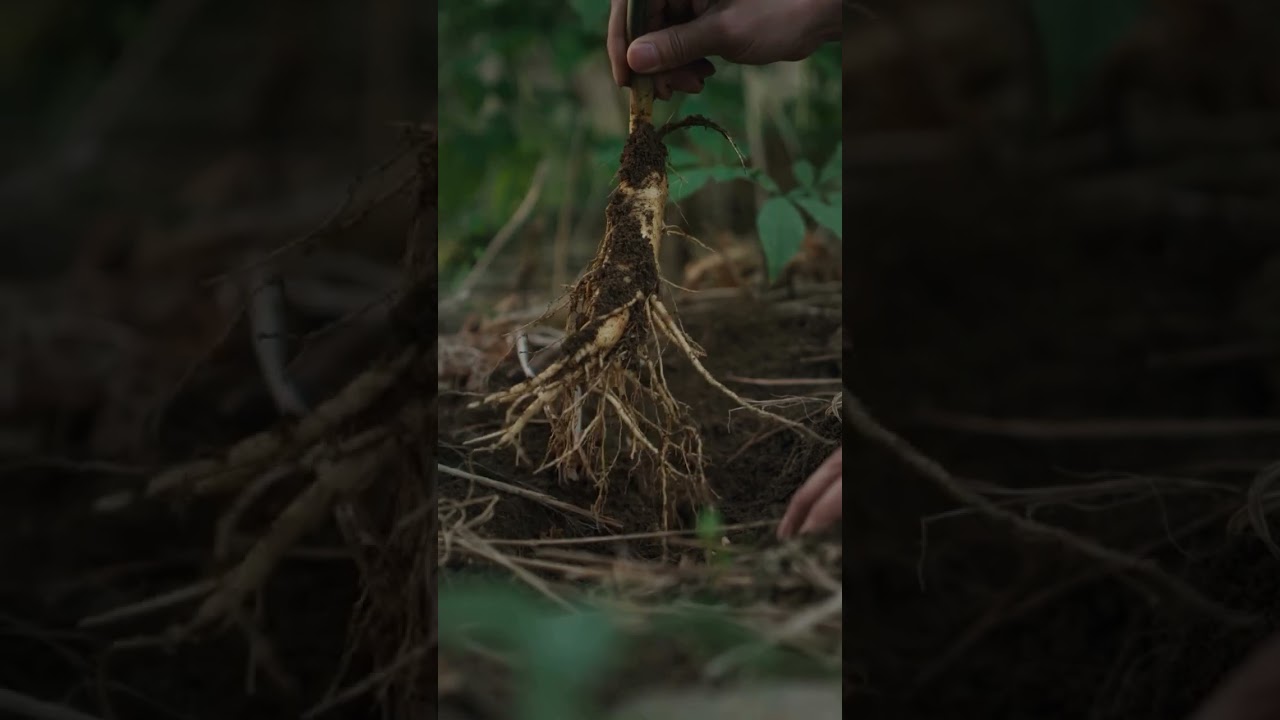 Sulwhasoo unlocked Korean Ginseng’s potential to preserve skin’s vitality.