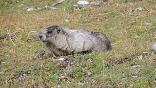 Marmot in Whistler Canada