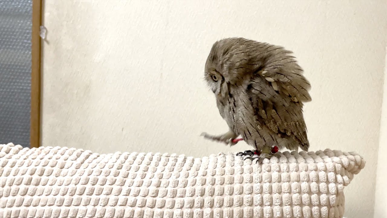 なんかよく分からないフクロウ よちよち歩きの恐竜みたいな小さなフクロウさんに反響！ 「可愛