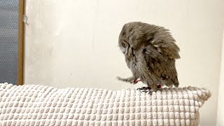 ♥️♥️珍しい！小さなフクロウ③ mqdefault.jpg