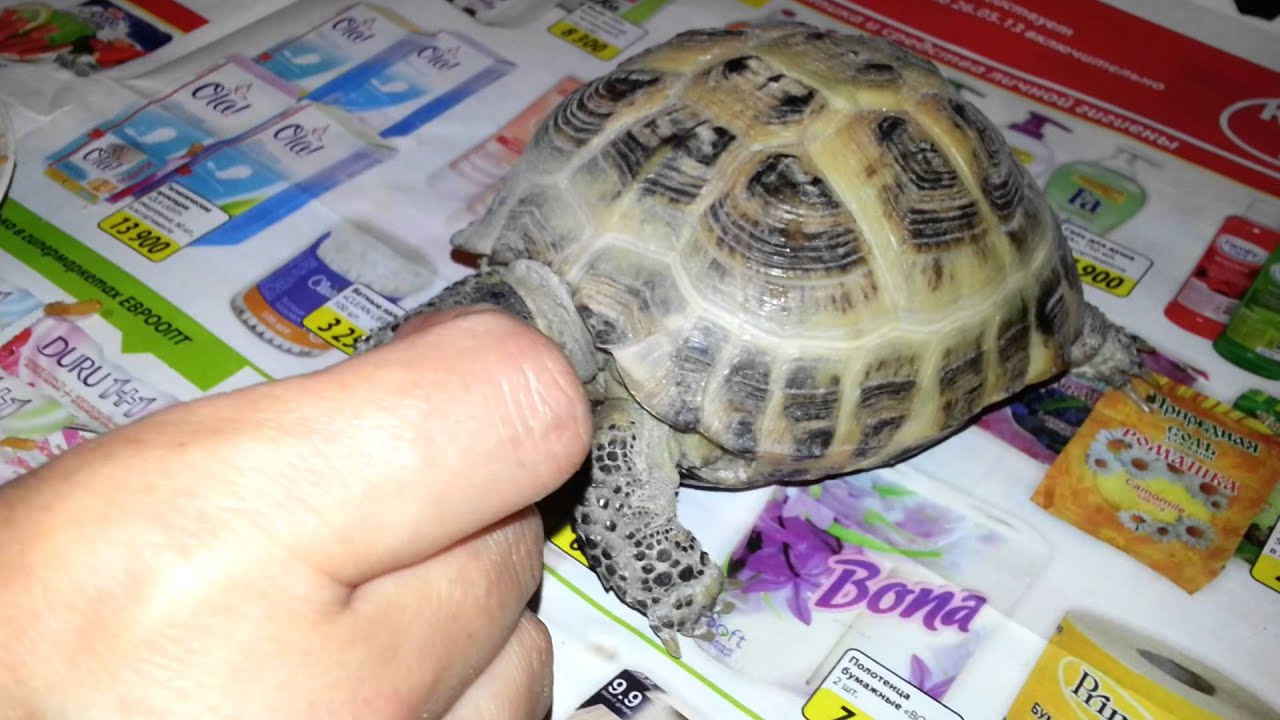 Черепашки Ниндзя