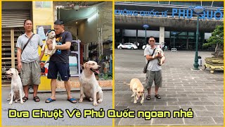Fan Cứng Từ Phú Quốc Ra Hải Phòng Đón Dưa Chuột  Tạm Biệt Dưa Chuột và Khoai Tây |Goodbye My Puppy