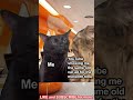 #YouTube #Ad #Ads #Cars #CarAds #Funny #Memes #FunnyMemes #CatMemes #Shorts