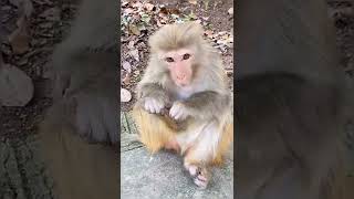 Download Lagu There is a thorn in my foot. Follow for more animals monkey pet| Shorts animal moment MP3