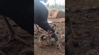 Cute Littile Baby Chicks