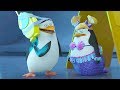 DreamWorks Madagascar en Español Latino |Operación Flash| Pingüinos de Madagascar | Dibujos Animados