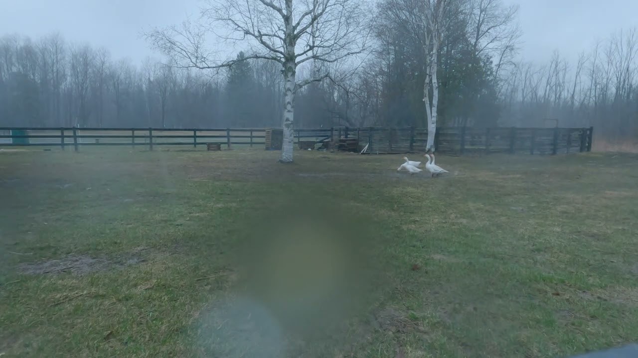 Sleep Sounds: Embden Geese In The Rain