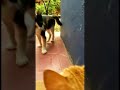 Cat couple fight scene P2 😂 #shorts #youtubeshorts