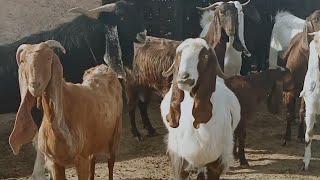 زيارة مربي ماعز حجازي🐐🐐/أسوام الحجازي