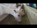 Meet Francois Smit from Limpopo Dairies