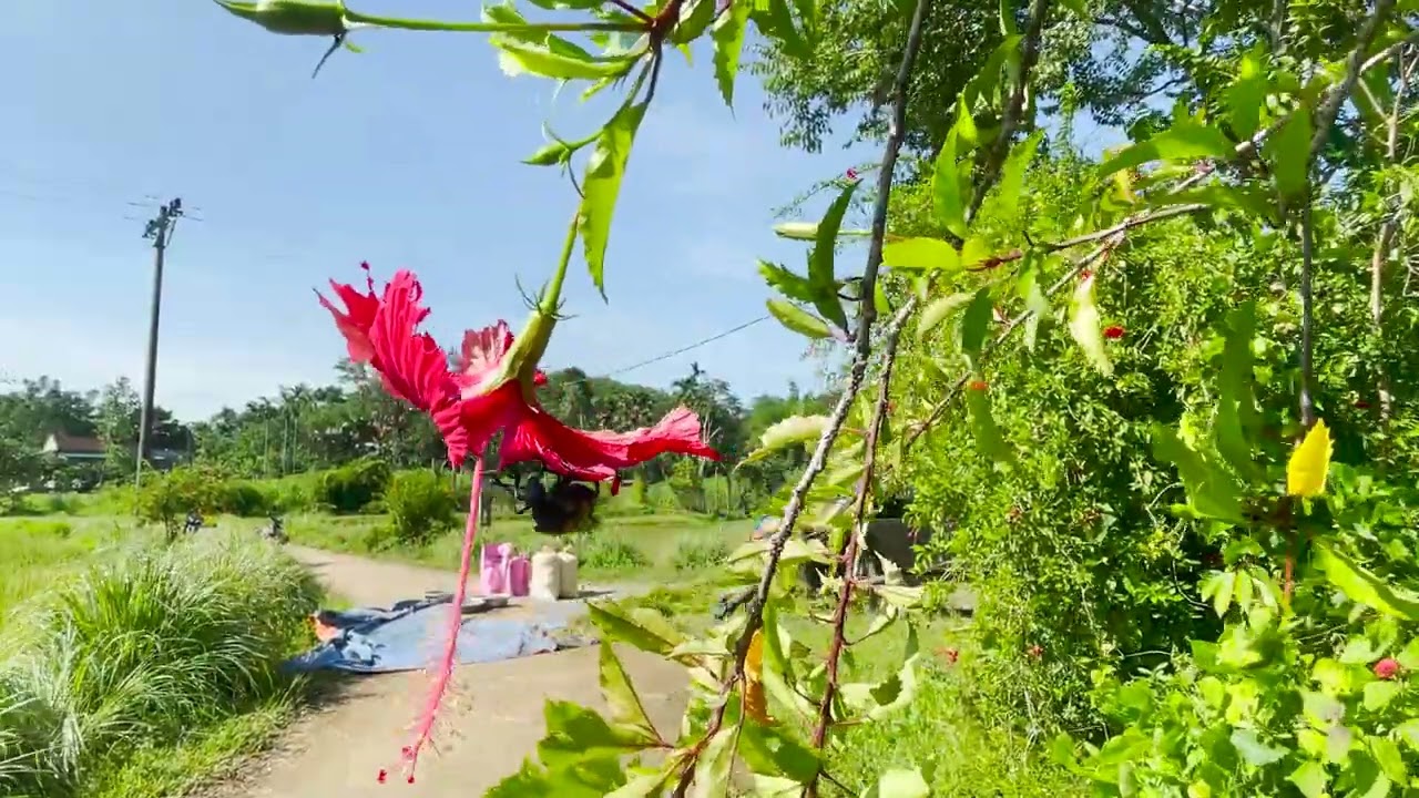 ⭐ Countryside Harvest Village 🌾🏡 | Peaceful Farm Fields & Cozy Rural Ambience