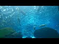 Underwater Adventure!