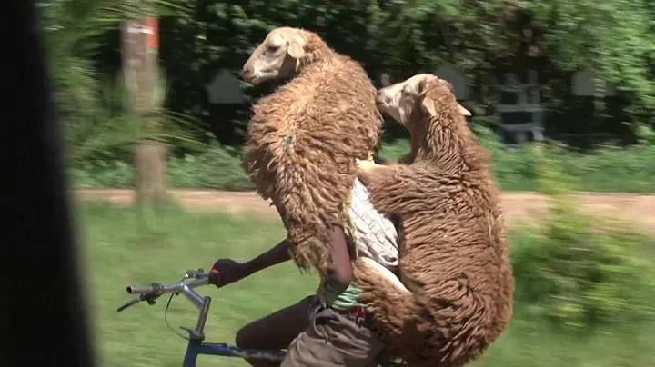 Ethiopian Shepard Carries Two Sheep on Bicycle || ...