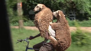 Ethiopian Shepard Carries Two Sheep on Bicycle || ViralHog