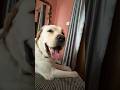 Will you be my friend ?? #ytshorts #labrador #dog #labradogs #lalburu