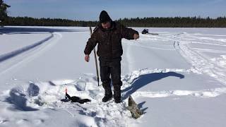 ЗИМНЯЯ РЫБАЛКА. ЩУКА НА  ЖЕРЛИЦЫ.