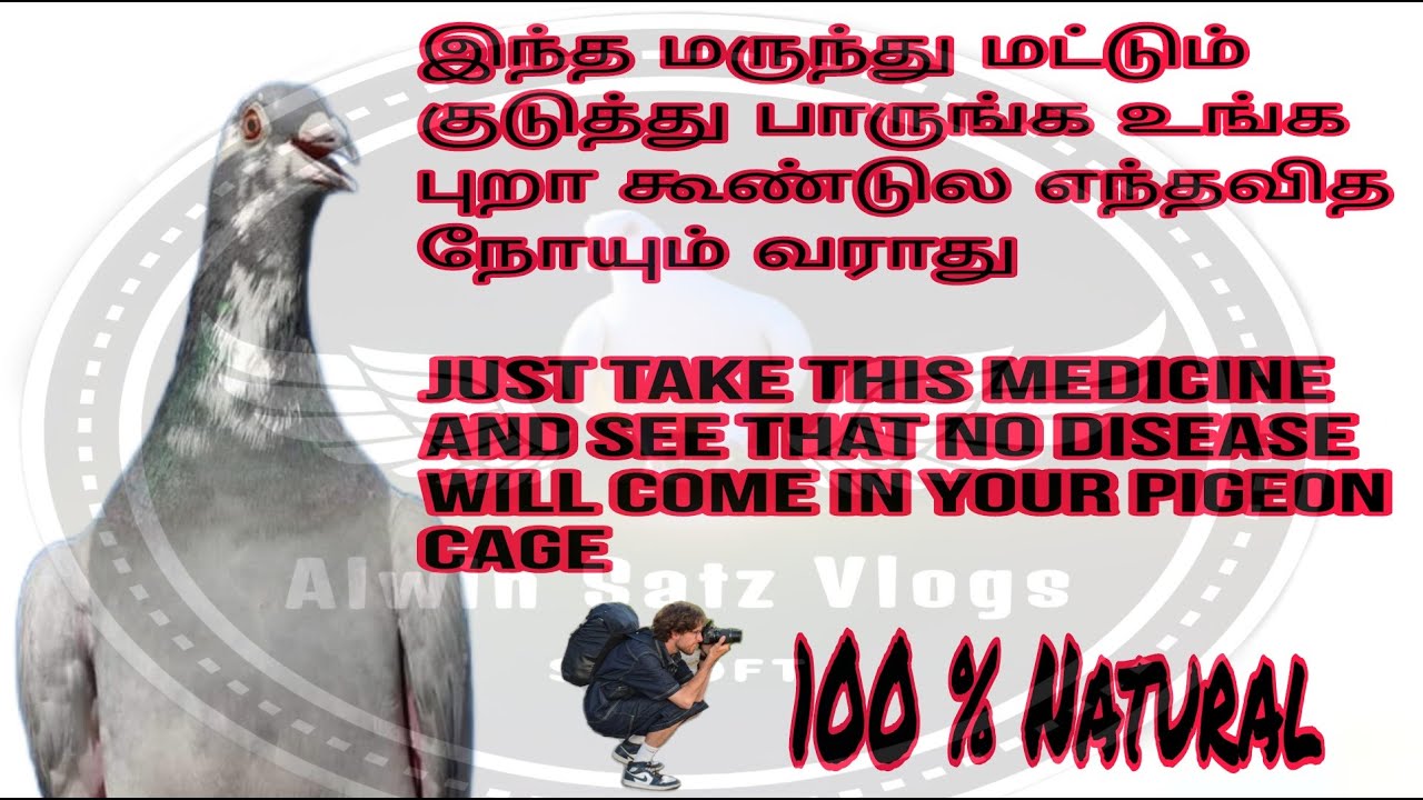 How to prepare natural medicine for pigeon| புறாகளுக்கன நாட்டுமருந்து செய்யும் முறை | #racingpigeon