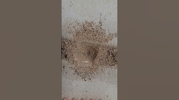 Predatory Insect Sets A Trap!(Antlion)🐜🦁 #short #shorts #shortvideo #shortsvideo #insects #predator