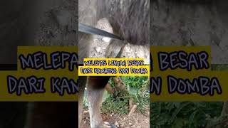 melepaskan lintah besar #short #animals #lintah