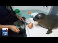 【海遊館】ワモンアザラシ・ミゾレの吻（ふん）タッチトレーニング