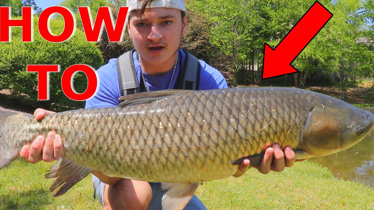 *BEST METHOD* HOW TO CATCH BIG GRASS CARP IN PONDS Bank Fishing YouTube