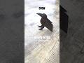 ORIGAMI CROW TUTORIAL STEP BY STEP HOW TO MAKE PAPER CROW ORIGAMI WORLD TUTORIAL FOR HALLOWEEN ART 