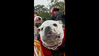 The DAWGS are BARKING 🐾🐶 #shorts