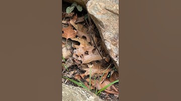 Copperhead-World’s Best Camouflage?