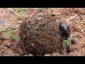 Hovnivál (Dung Beetle) - Marakele NP - 31.1.2018