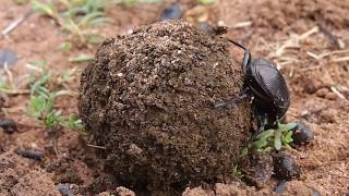 Hovnivál (Dung Beetle) - Marakele NP - 31.1.2018