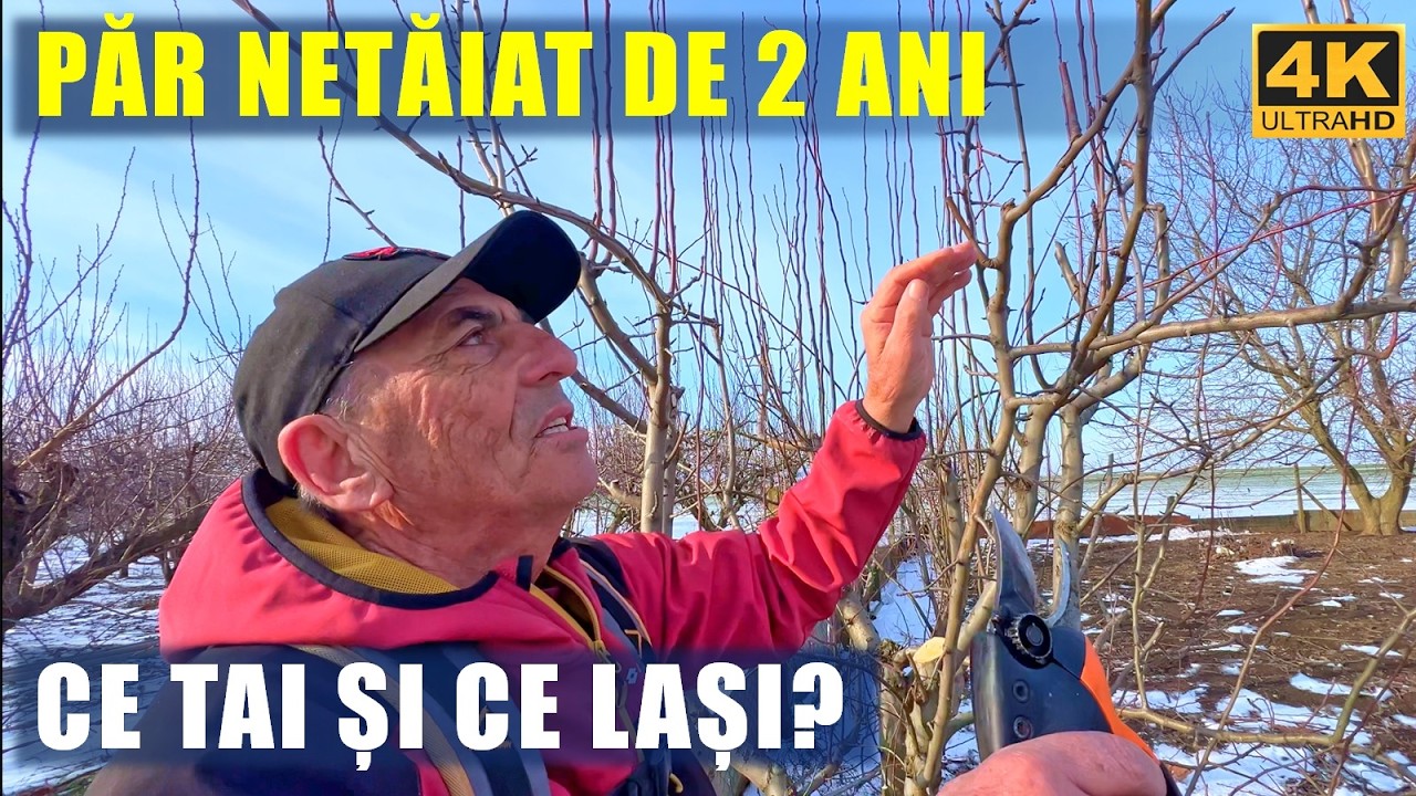 🍐✂️ Правильная обрезка плодовых деревьев вблизи ствола 🌳